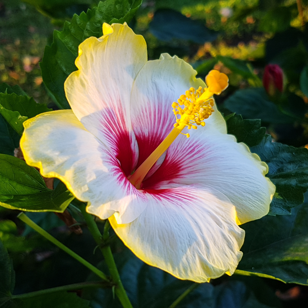 hibiscus flower images