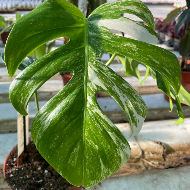 50 - 70cm Monstera Variegata Albo on Mosspole Variegata Variegated