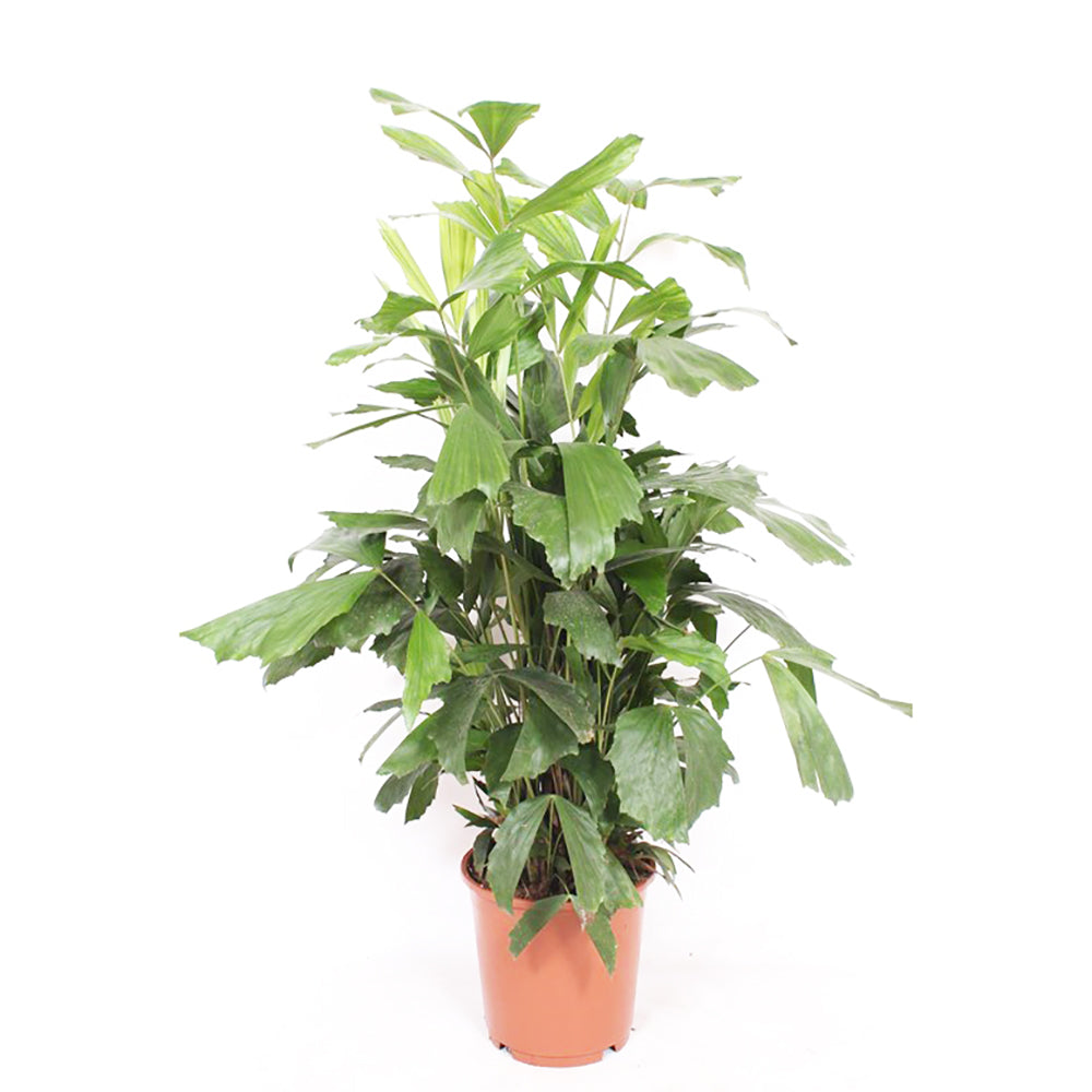Caryota Mitis House Plant 24cm Pot , 120cm Height