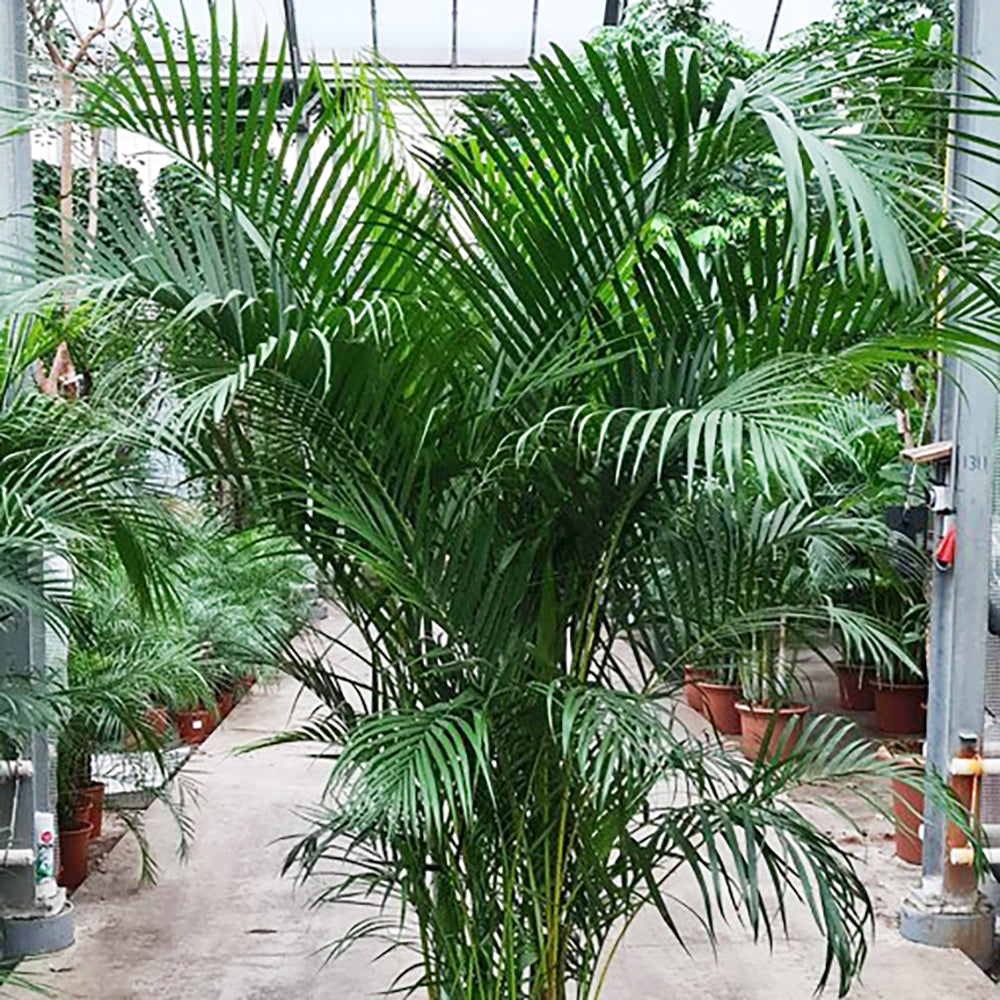 Dypsis lutescens (Areca) House Plant 40cm Pot , 230cm Height