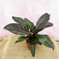 35 - 45cm Philodendron Erubescens Hands 15cm Pot House Plant