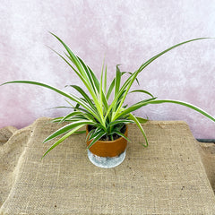 20 - 30cm Chlorophytum Comosum Spider Houseplant 13cm Pot