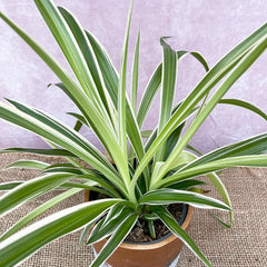 20 - 30cm Chlorophytum Comosum Spider Houseplant 13cm Pot