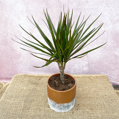 20 - 30cm Dracaena Marginata 12cm Pot House Plant