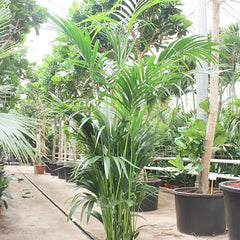 Kentia House Plant 27cm Pot , 150cm Height