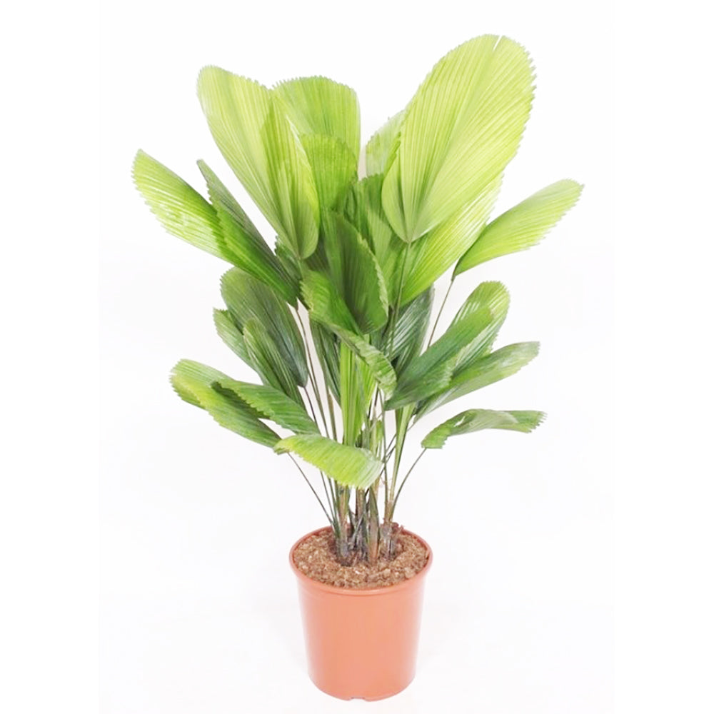 Licuala grandis House Plant 27cm Pot , 130cm Height
