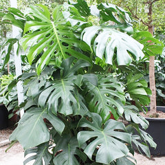 Monstera Deliciosa House Plant 55cm Pot , 180cm Height