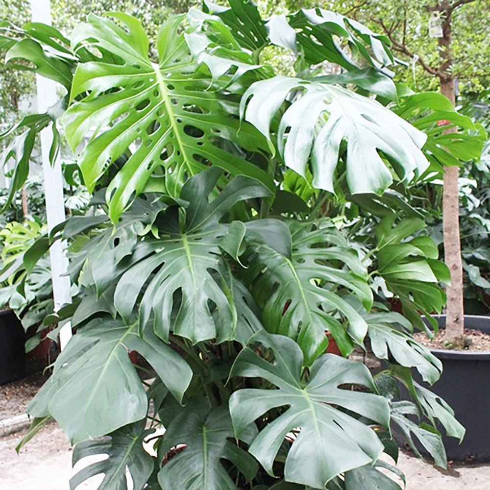 Monstera Deliciosa House Plant 55cm Pot , 130cm Height