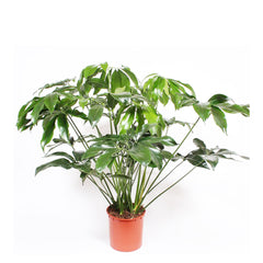 Philodendron Green Wonder House Plant 27cm Pot , 150cm Height