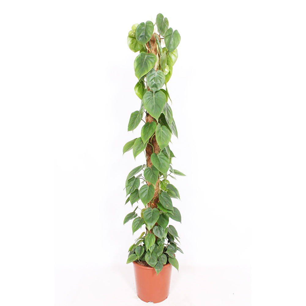 Philodendron Scandens House Plant 27cm Pot , 160cm Height