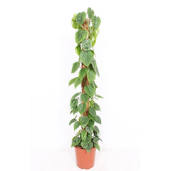 Philodendron Scandens House Plant 27cm Pot , 160cm Height