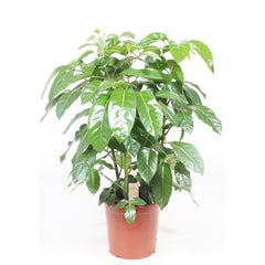 Schefflera Amate House Plant 24cm Pot , 105cm Height
