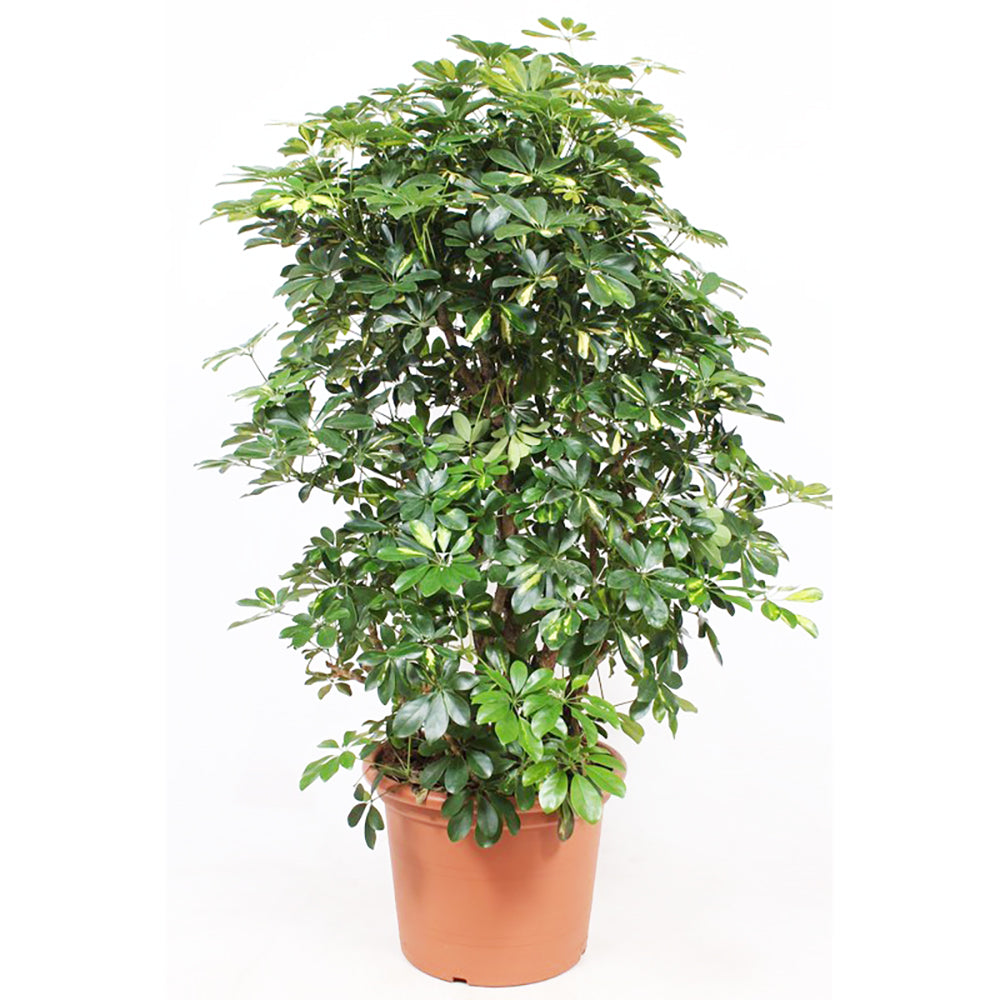 Schefflera Gold Capella House Plant 27cm Pot , 120cm Height