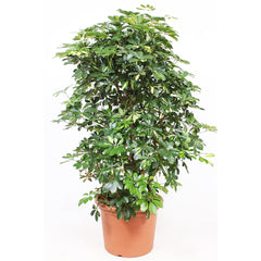 Schefflera Gold Capella House Plant 45cm Pot , 150cm Height