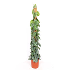 Scindapsus Trebie House Plant 27cm Pot , 150cm Height