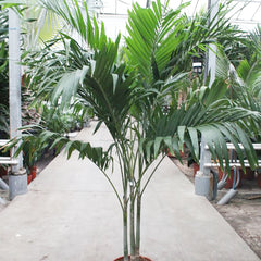 Veitchia Merrillii House Plant 45cm Pot , 220cm Height