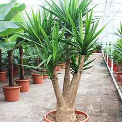 Yucca elephantipes House Plant 55cm Pot , 190cm Height