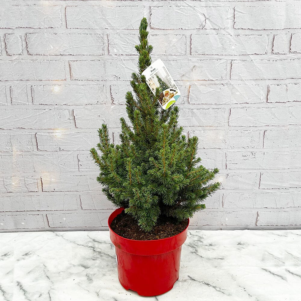 70cm Real Potted Christmas Tree Lazy Flora