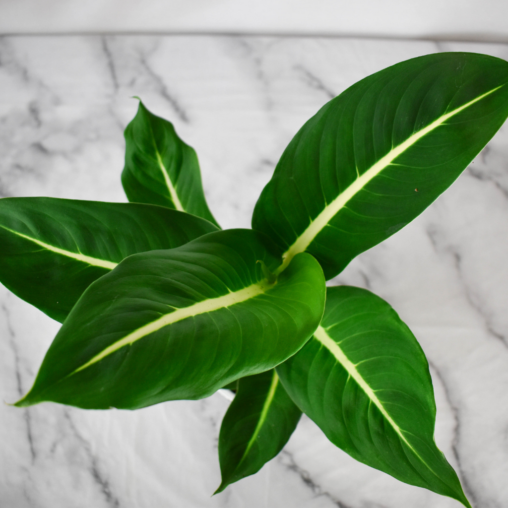 How to care for your Dumb Cane