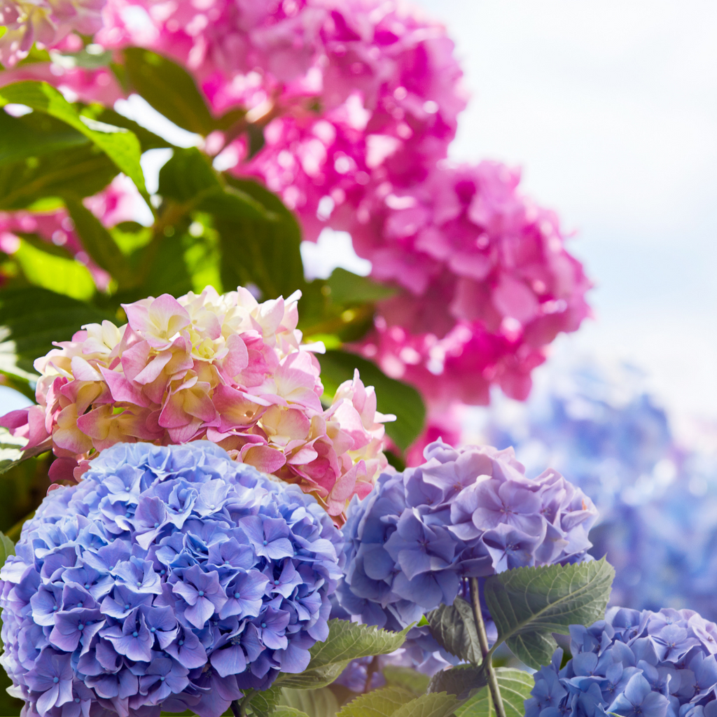 How to care for your Hydrangea