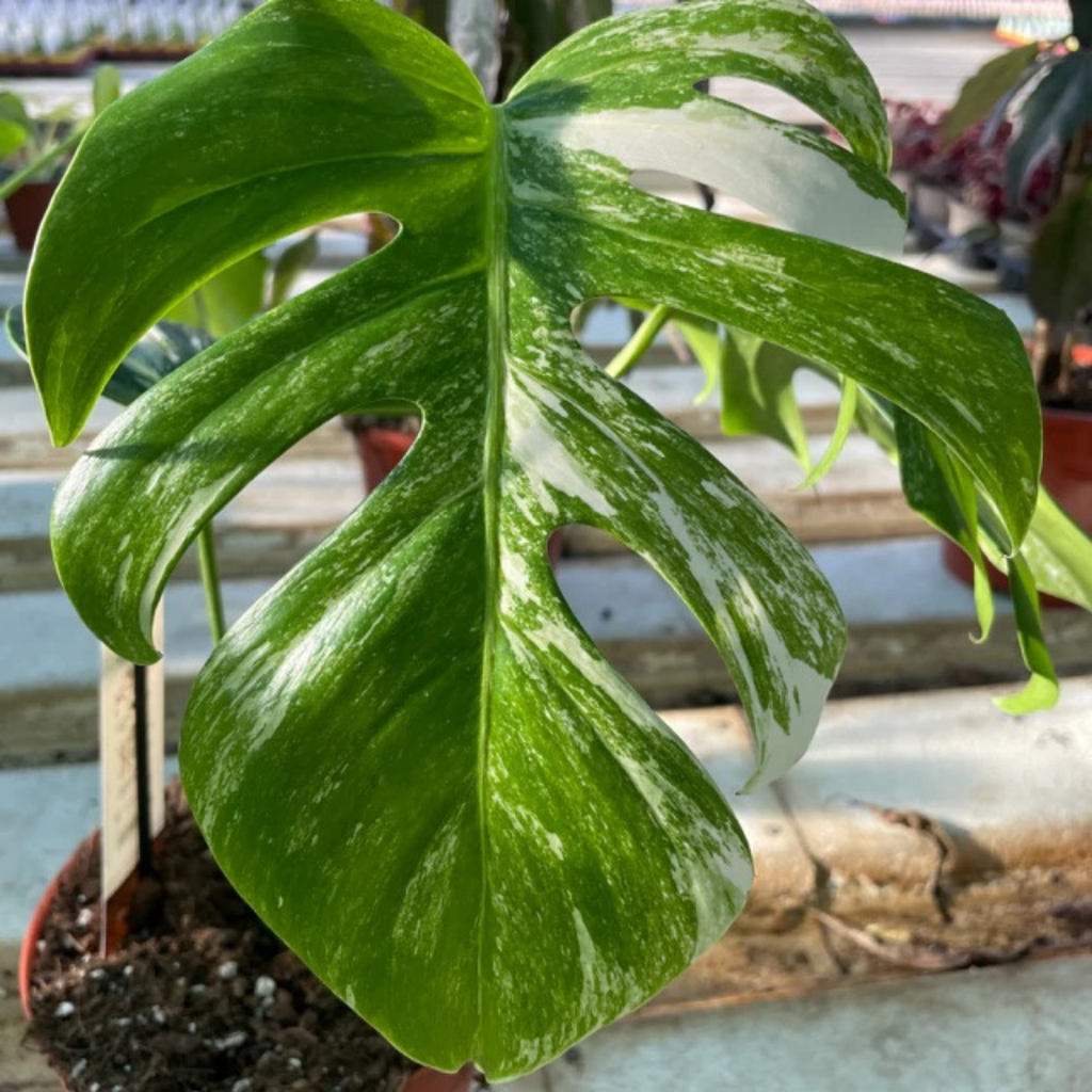 How to care for your Variegated Monstera