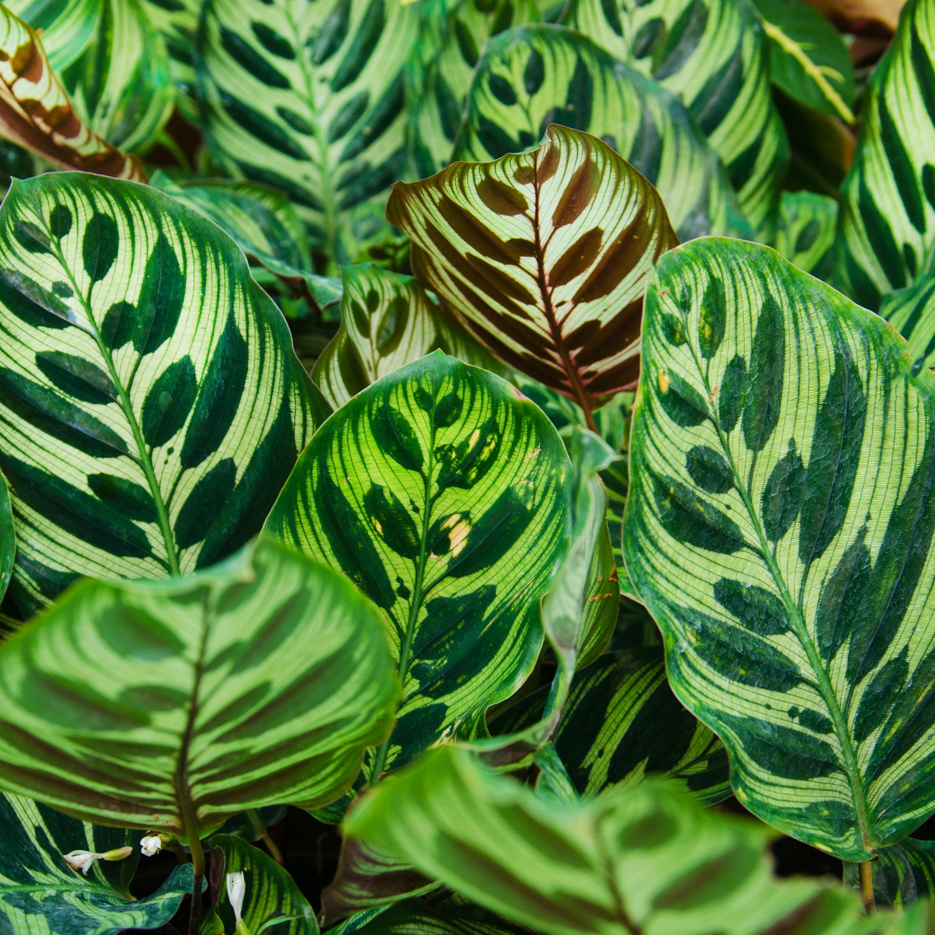 Calathea Makoyana