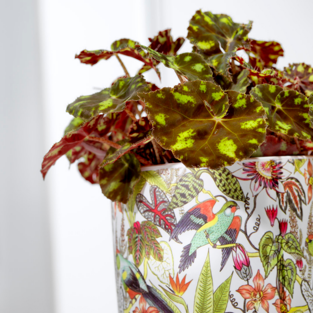 How to care for my Eyelash Begonia