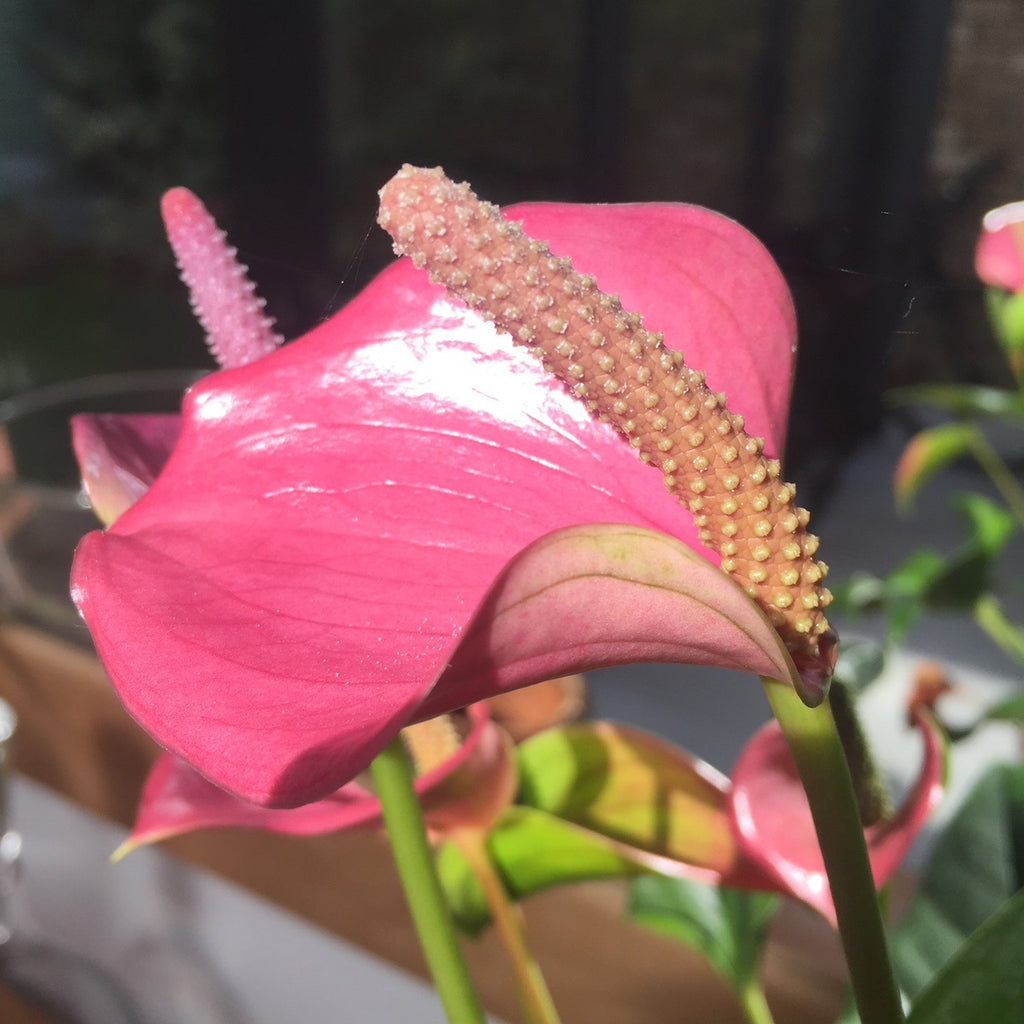 Introducing the Flamingo Flower