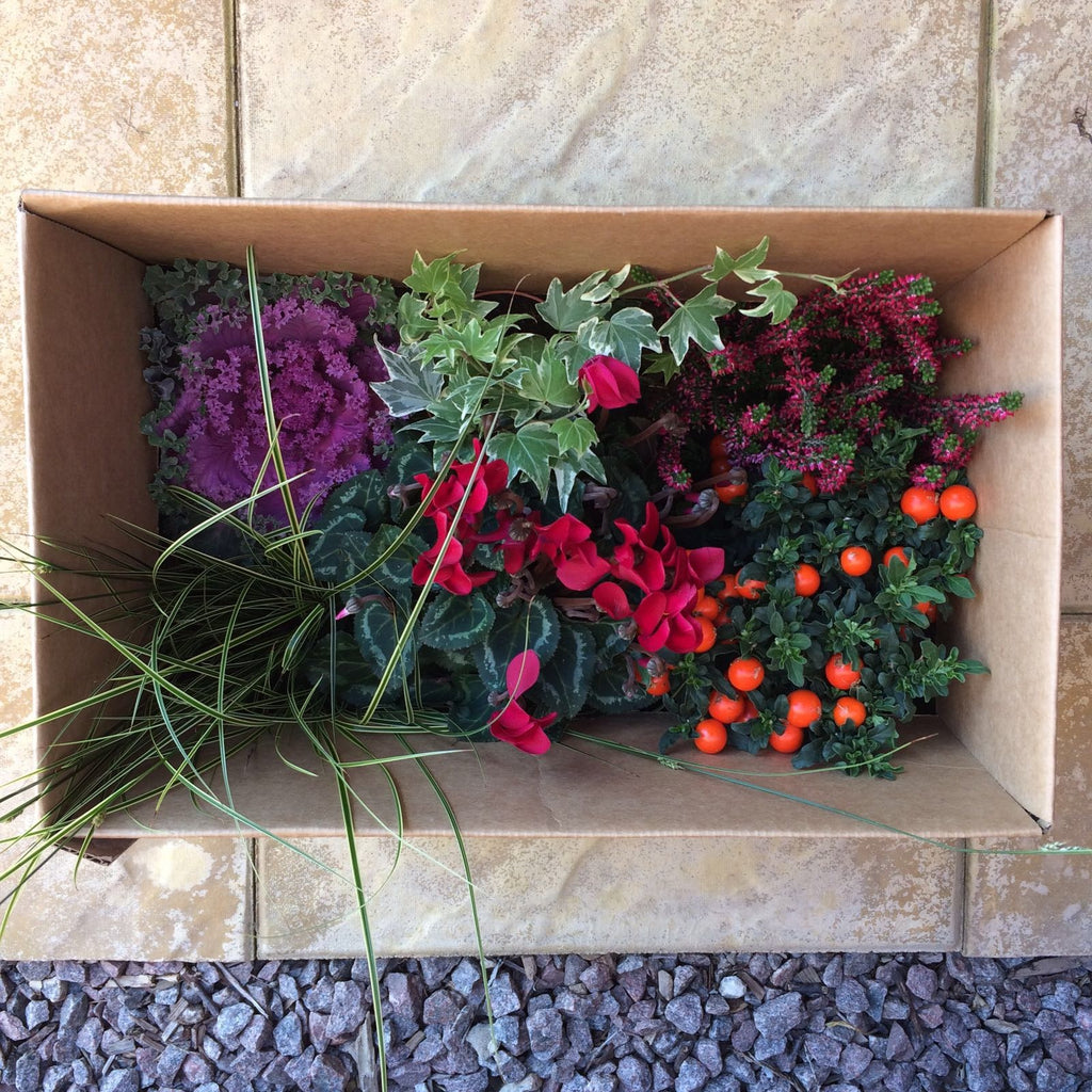 What's in a Lazy Flora Autumn Plant Collection?