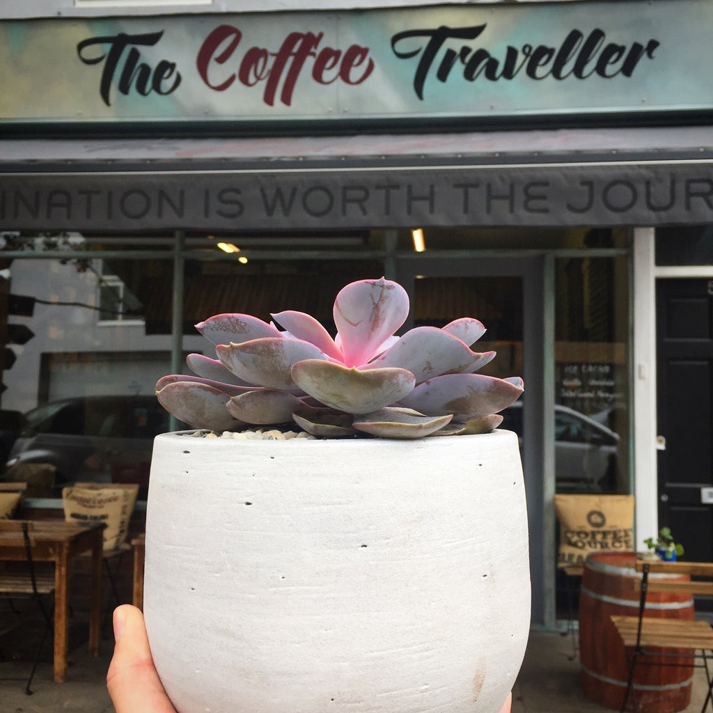 Lazy Flora partners with The Coffee Traveller