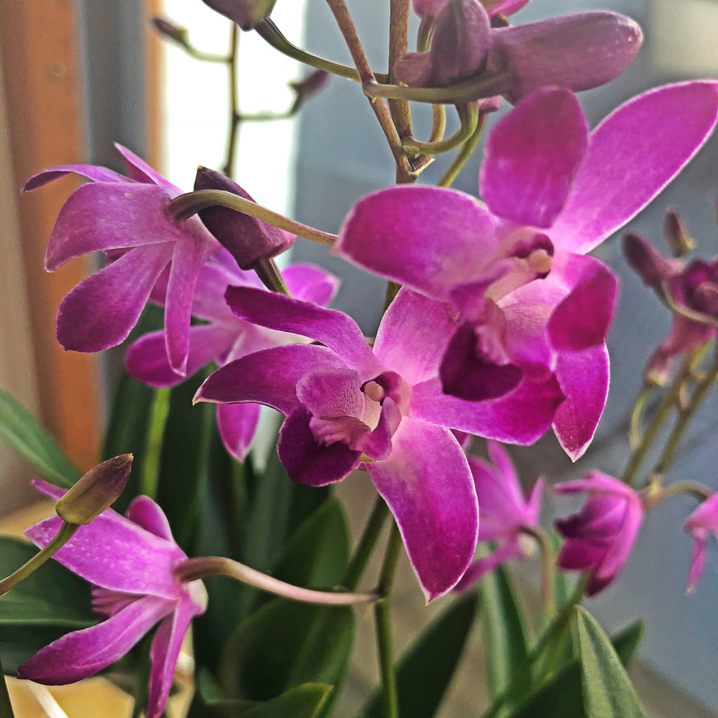 Caring for your Bamboo orchid
