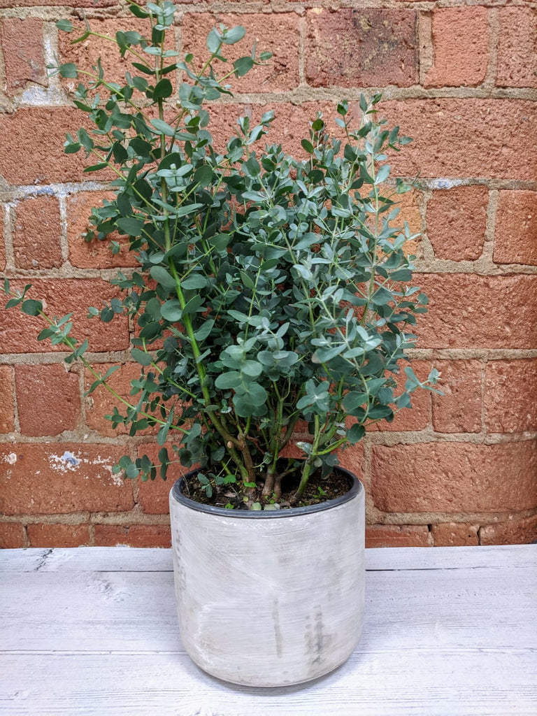 How do I care for my Eucalyptus?
