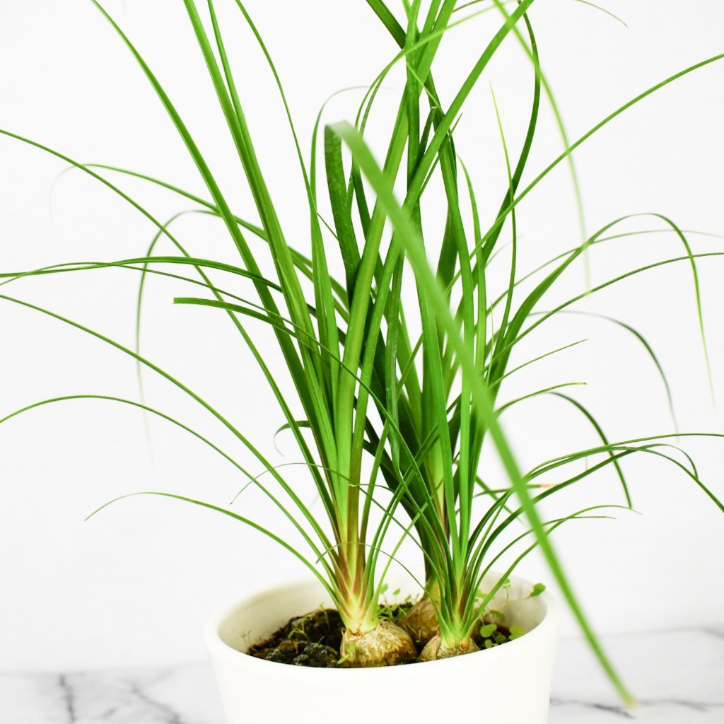 How to care for your Ponytail Palm