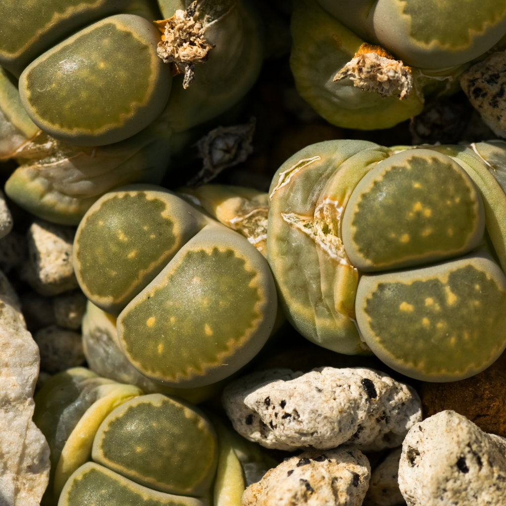 How to care for your Lithops