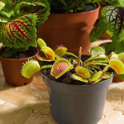 How to care for your Venus Flytrap