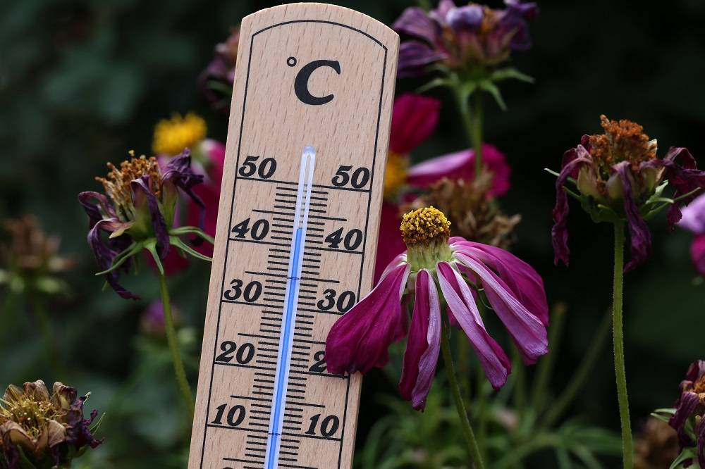 How to care for outdoor plants during a heatwave