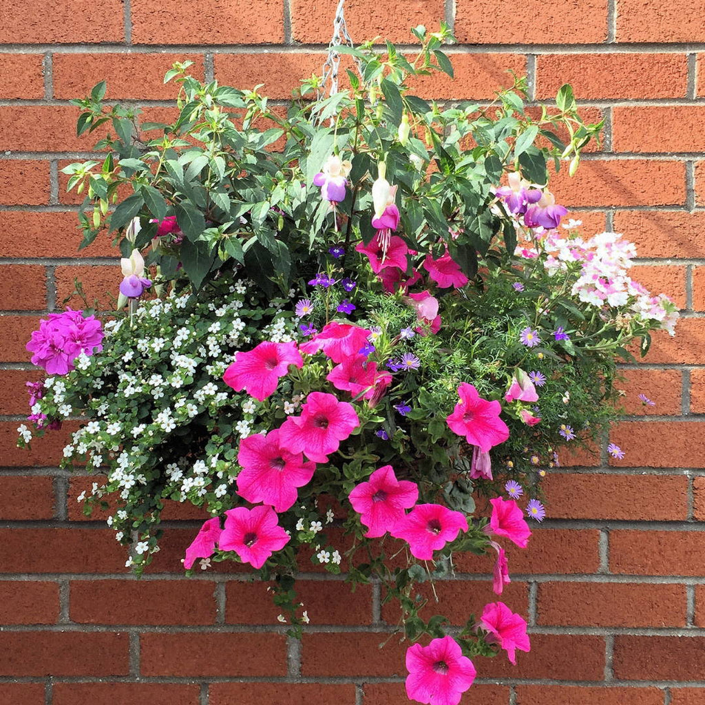 How to care for your hanging basket