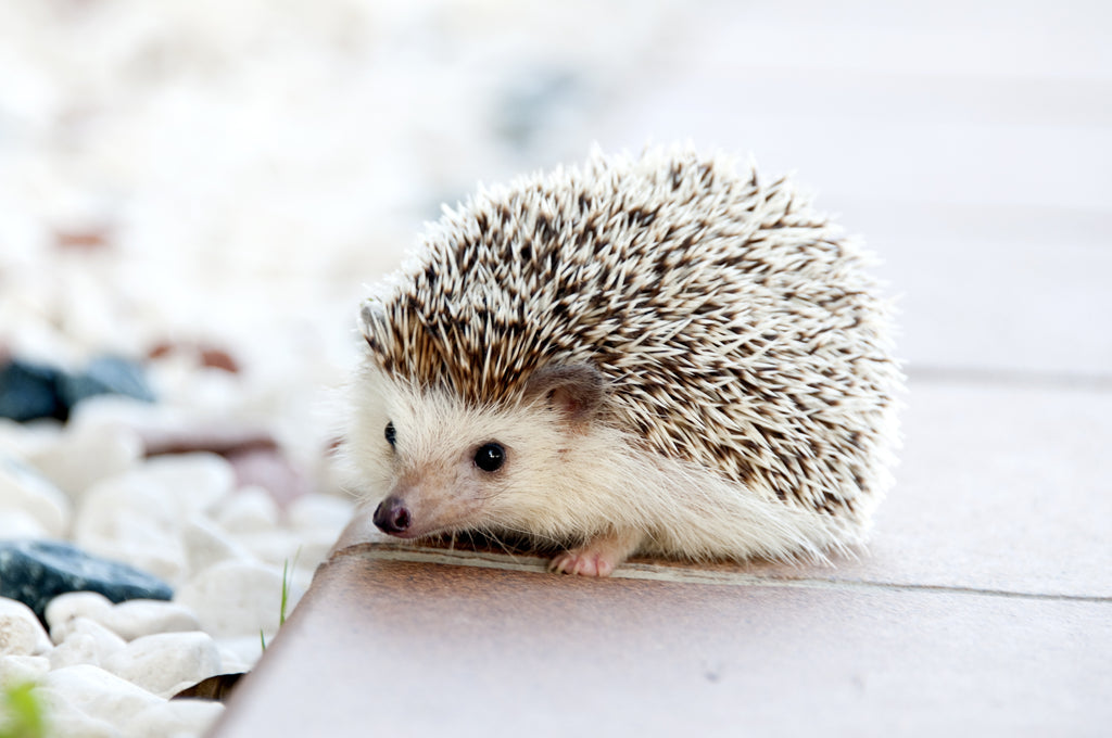 How do I stop slugs and snails eating my plants? (Hint: article contains hedgehogs.)