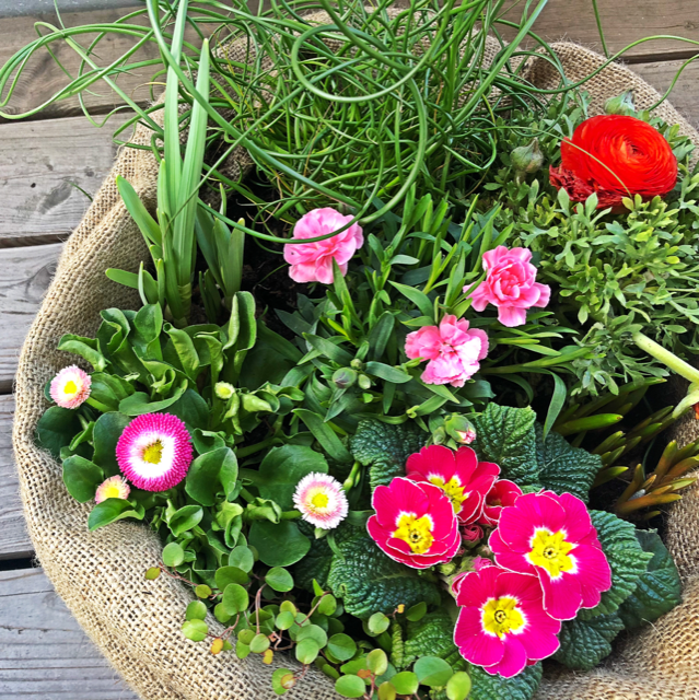 What's in a Lazy Flora Spring Rainbow plant collection?