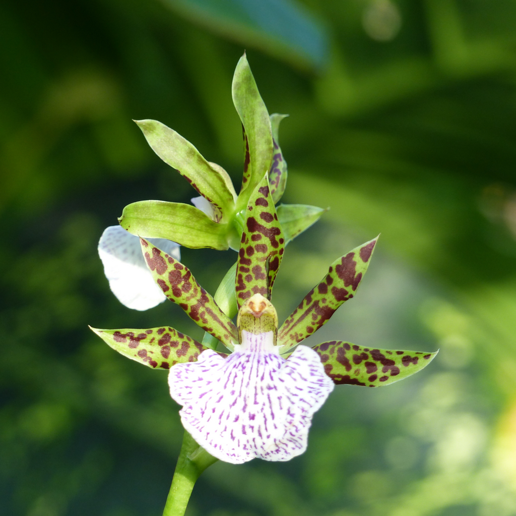 Caring for your Zygopetalum
