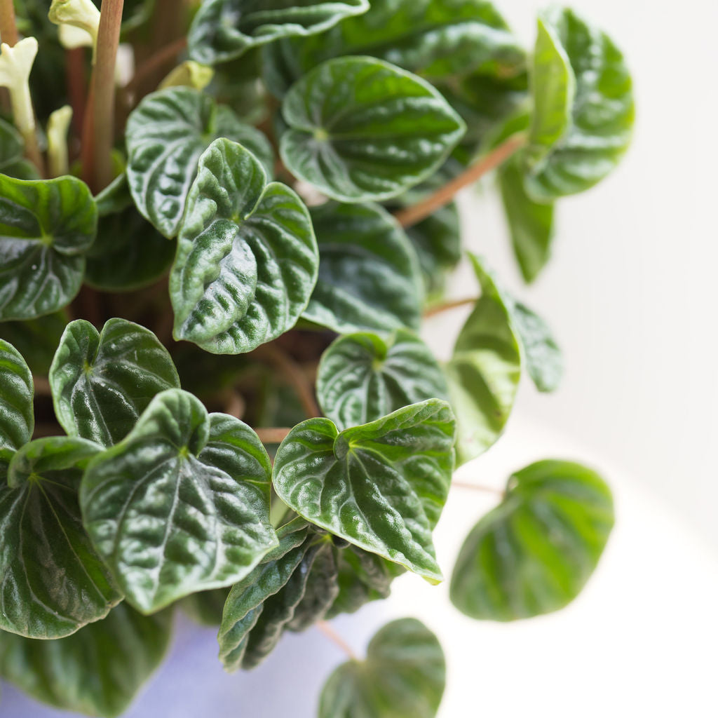 How do I care for my Peperomia?