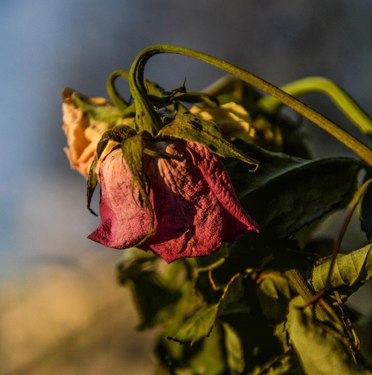 Why plants beat cut flowers on Valentine's Day