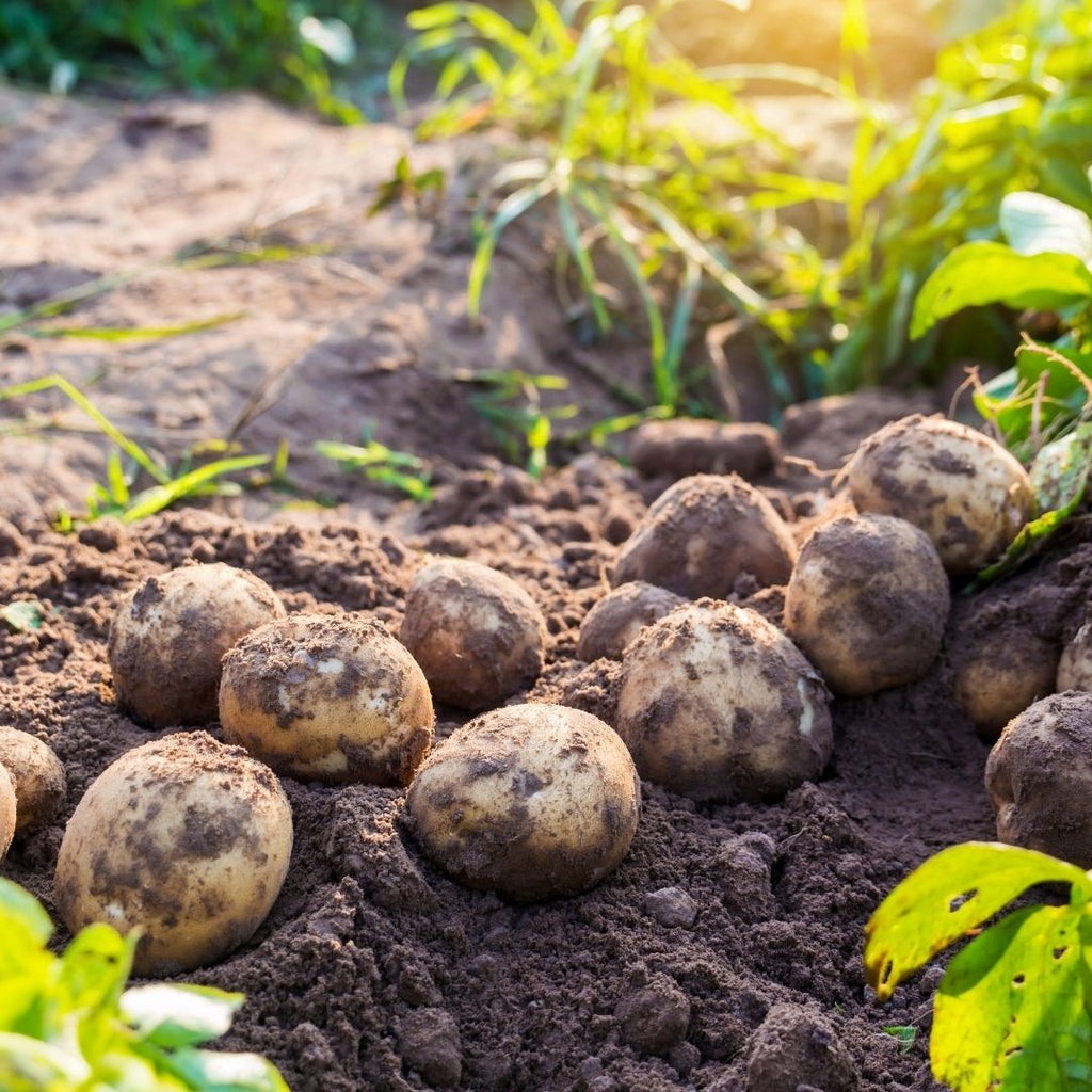 How to grow seed potatoes in your kitchen garden