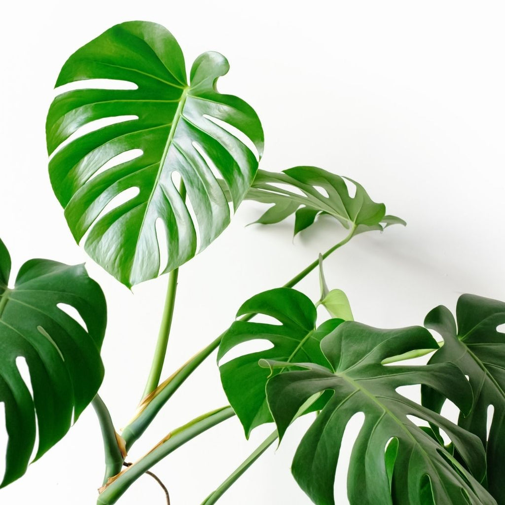 How do I care for my Swiss Cheese plant or Monstera Deliciosa?