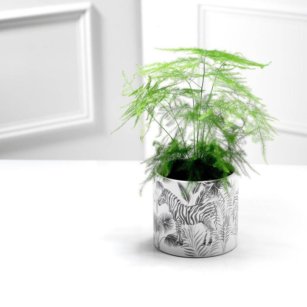 How to care for your Asparagus Fern