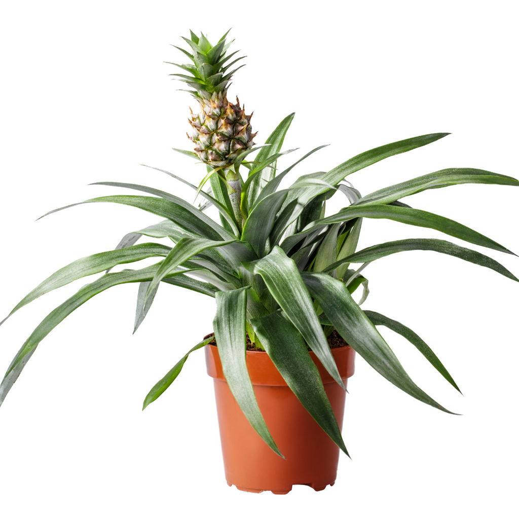 How do I care for my Pineapple plant?