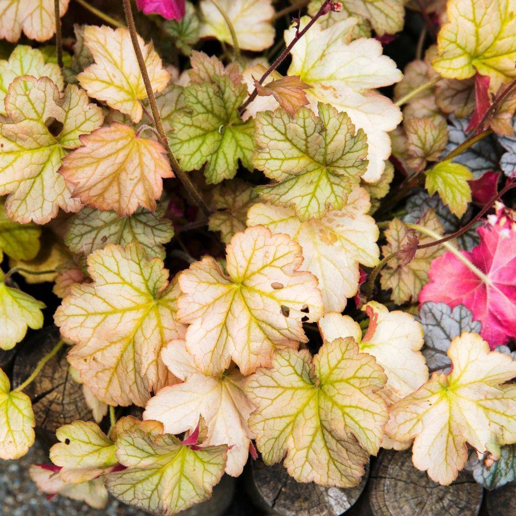 Plants for late autumn - spotlight on our November outdoor plant collection