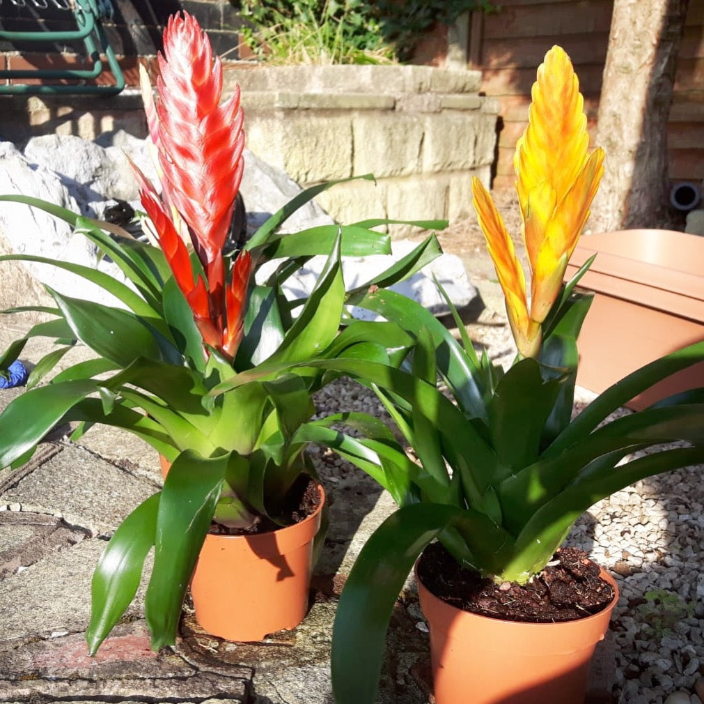 Caring for your Vriesea, or Flaming Sword plant