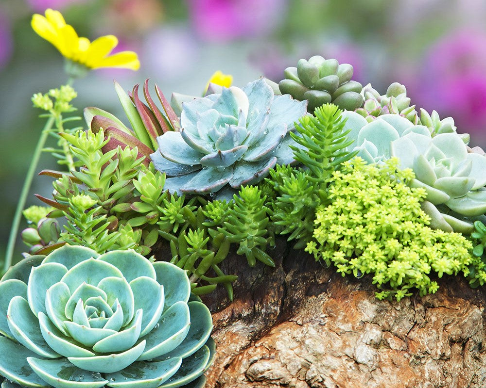 Alpine Garden Plant Subscriptions