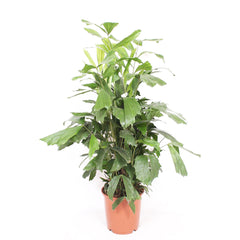 Caryota Mitis House Plant 27cm Pot , 140cm Height